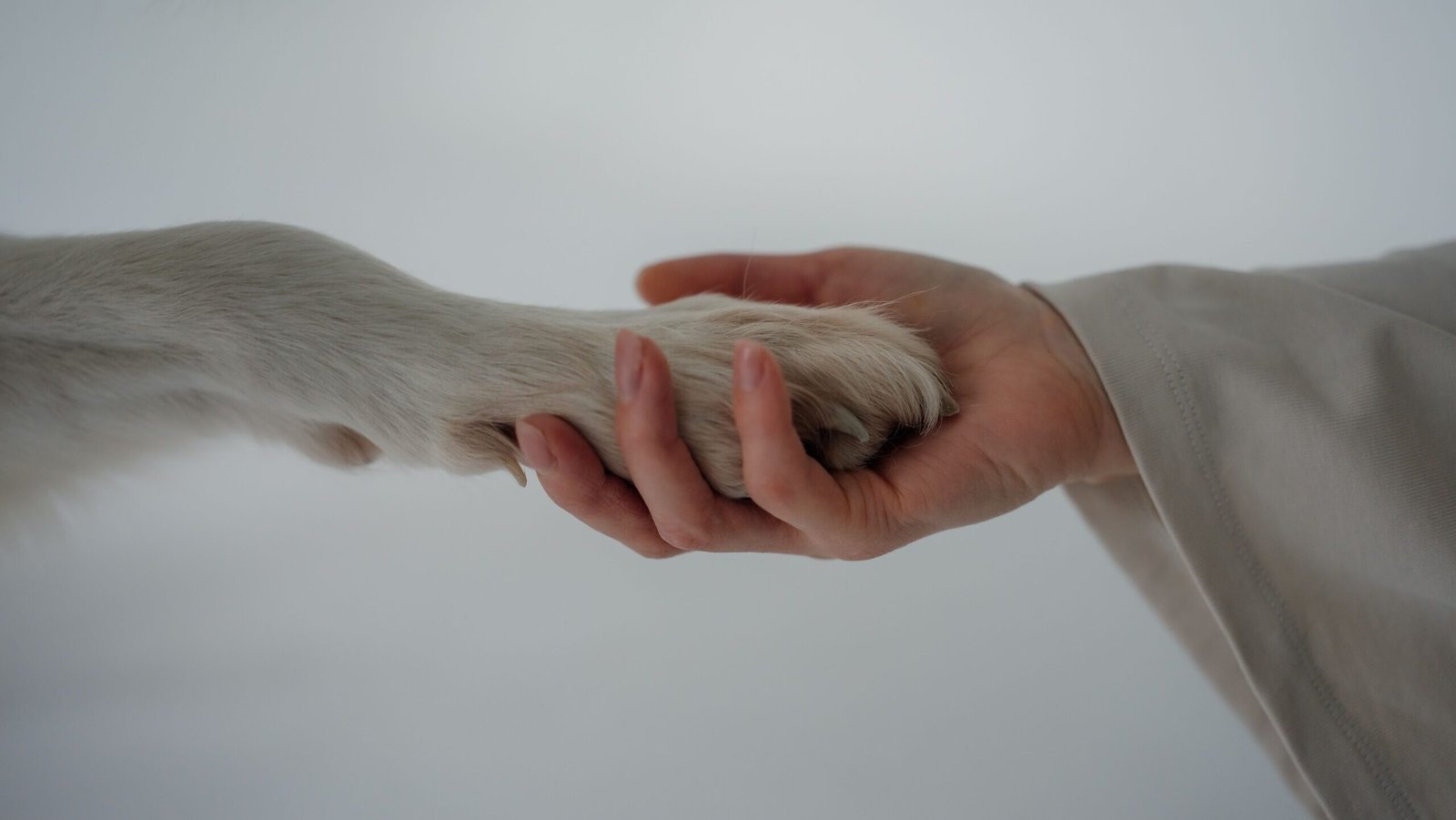 A close-up of a human hand gently holding a dog's paw, symbolizing trust and companionship.